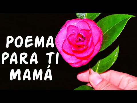 Feliz Día de