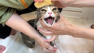 お風呂嫌いな猫をプロが洗った結果こうなった