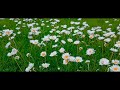 Breezy Bloom: 8 Hours Relaxing Flower Field in the Wind (4K OLED) 🌸🌬️✨