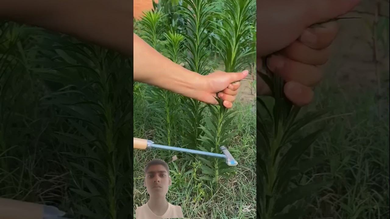 Did you know Fleabane is an herbal medicine plant? 