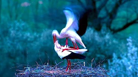 White Stork - Nature Documentary HD / Bird watching (Ciconia ciconia) - DayDayNews