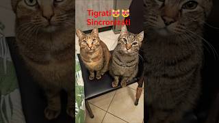 Pardy &Pumi Bravi E Ubbidienti