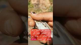 حسون بري