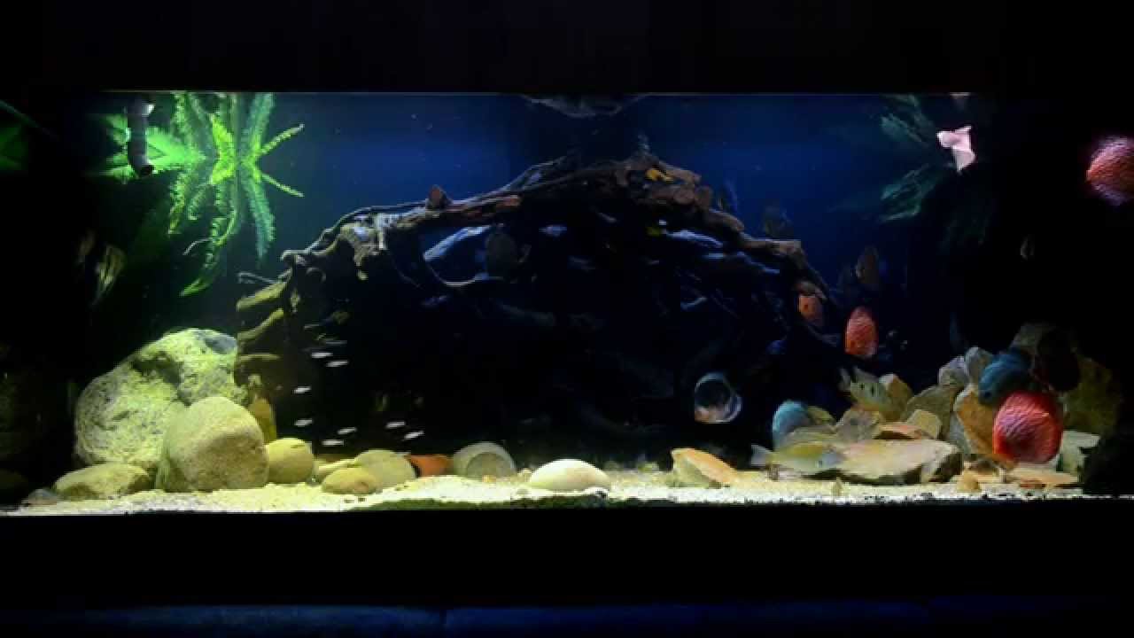 My amazon fish tank YouTube