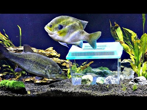 Micro Minnow Tank Inside Fish Tank (Shocking Results) 