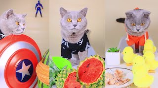 Funny Cat TikTok Compilation | Oscar's Funny World | Cat TikTok Challenge  #2