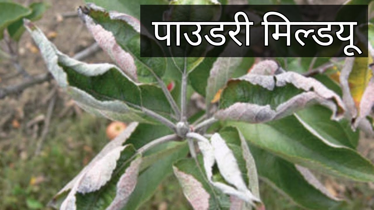 Powdery Mildew in Apple Tree रोग एवं समाधान YouTube