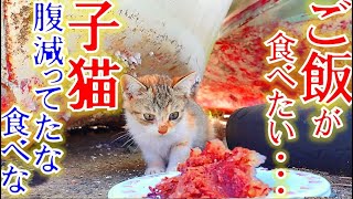 ご飯が食べたいと鳴く小さな野良猫の子猫。餌を与えた瞬間、驚きの光景が。。