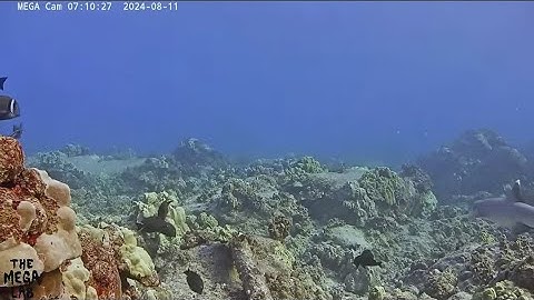 Professional surfer, scientist launches global effort to map world