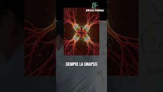 Synapses: the language of the brain