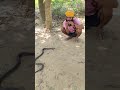 सपेरा ने पकड़ा सांप #news #cobra #spsingh #love #viralvideo #shravastinews #cidspsingh #vlog