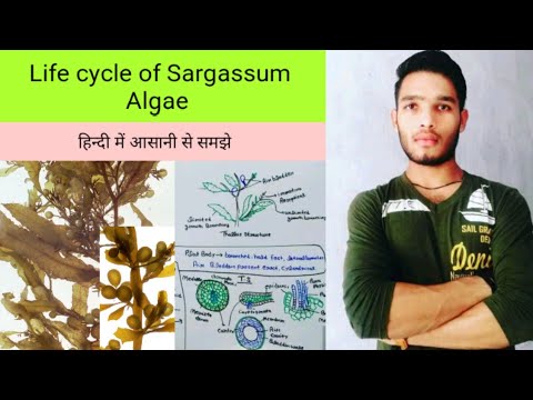 Life Cycle of sargassum Algae
