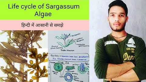 Life Cycle of sargassum Algae