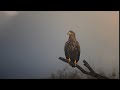 Wildlifephotography | Photohide | Eagle | Canon EOS R6 & R | Canon 4002.8 mark II