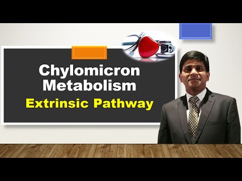 Chylomicron metabolisme:  Lipoprotein metabolisme :  Eksogen jalan dari lipid mengangkut