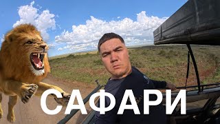 видео: Африка сапары | Кенияда сафари: Арстан, Носорог, Жираф картинка: Африка сапары | Кенияда сафари: Арстан, Носорог, Жираф