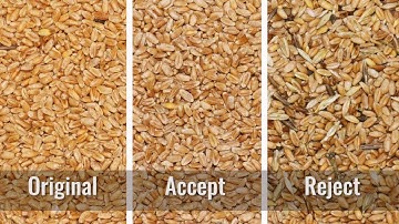 Сolour sorting of wheat on ZORKIY optical Сolour sorter