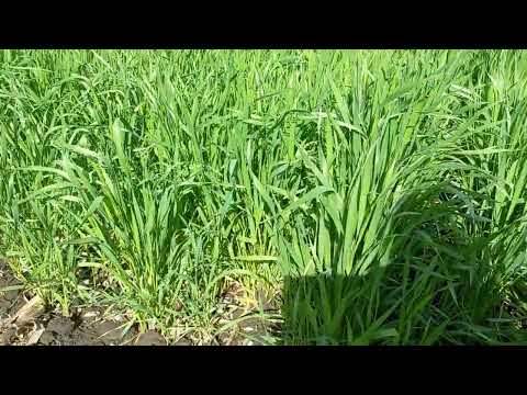 Активная фаза кущения