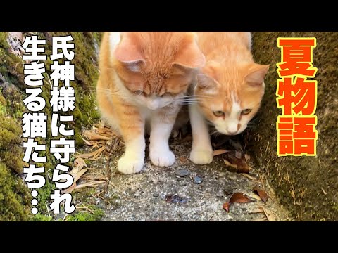 Cats living in a mountain village in Japan. - YouTube