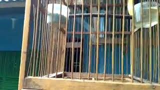 burung kapas tembak gacor  Abu Hasan Mbrebet.