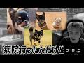 ソラ（13歳）が危険な状態【2026/04/20-21】