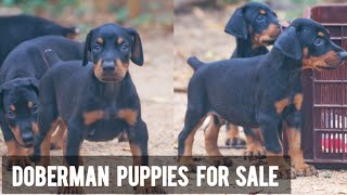 Doberman Puppies For Sale | doberman dogs | More Details On My Description.#doberman#dog#starzkennel