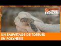 Un sauvetage de tortues en Polynésie - Les Sauveurs des animaux sauvages