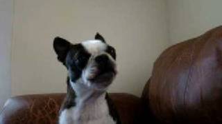 boston terrier singing gwen stefani