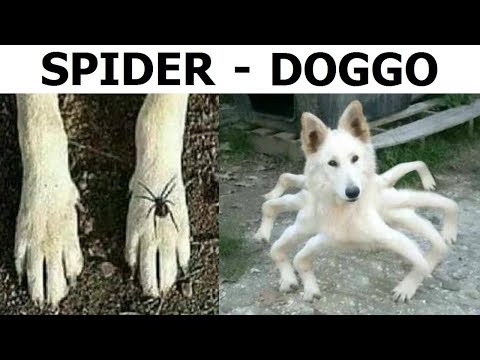 dankest-memes-ever.-spider-dog