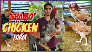 Visiting A Shamo Chicken Farm We Bought Some Chicks