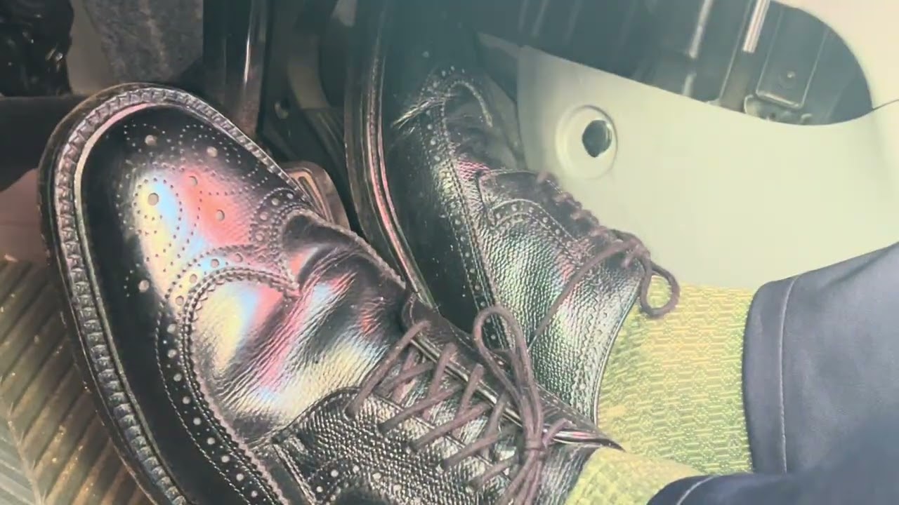 Hanover LG Sheppard Longwings 