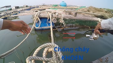 104/ Cách câu IKADA cực kỳ hiệu quả  , câu 3 tiếng ăn được cả ngày