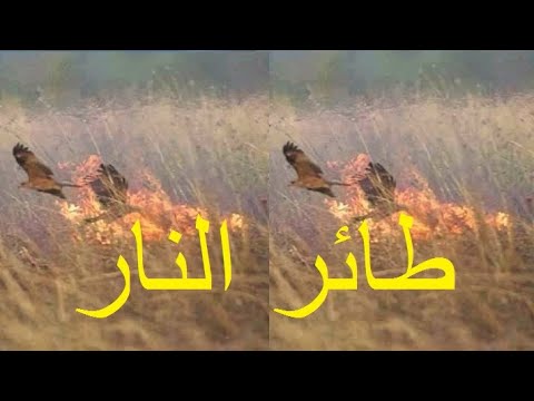 شاهد طائر النار الحدأة وهو يشعل حرائق استراليا youtube video