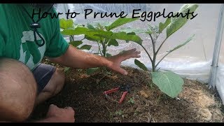 How to Prune Eggplants  Buddha Farms