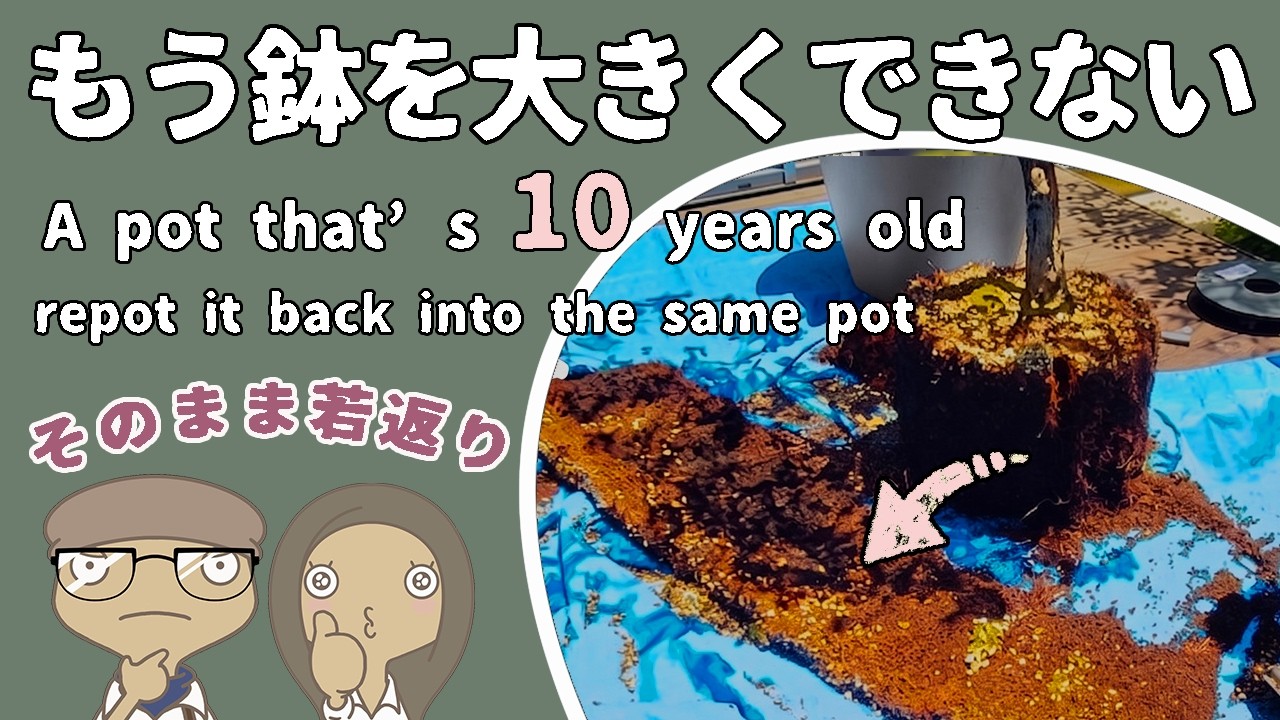 【鉢はそのまま】これ以上大きくできない!根詰まりした樹木を同じ鉢で復活させる植え直し術