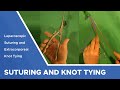 Laparoscopic suturing and extracorporeal knot tying