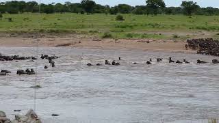 Wildebeests crossing river02