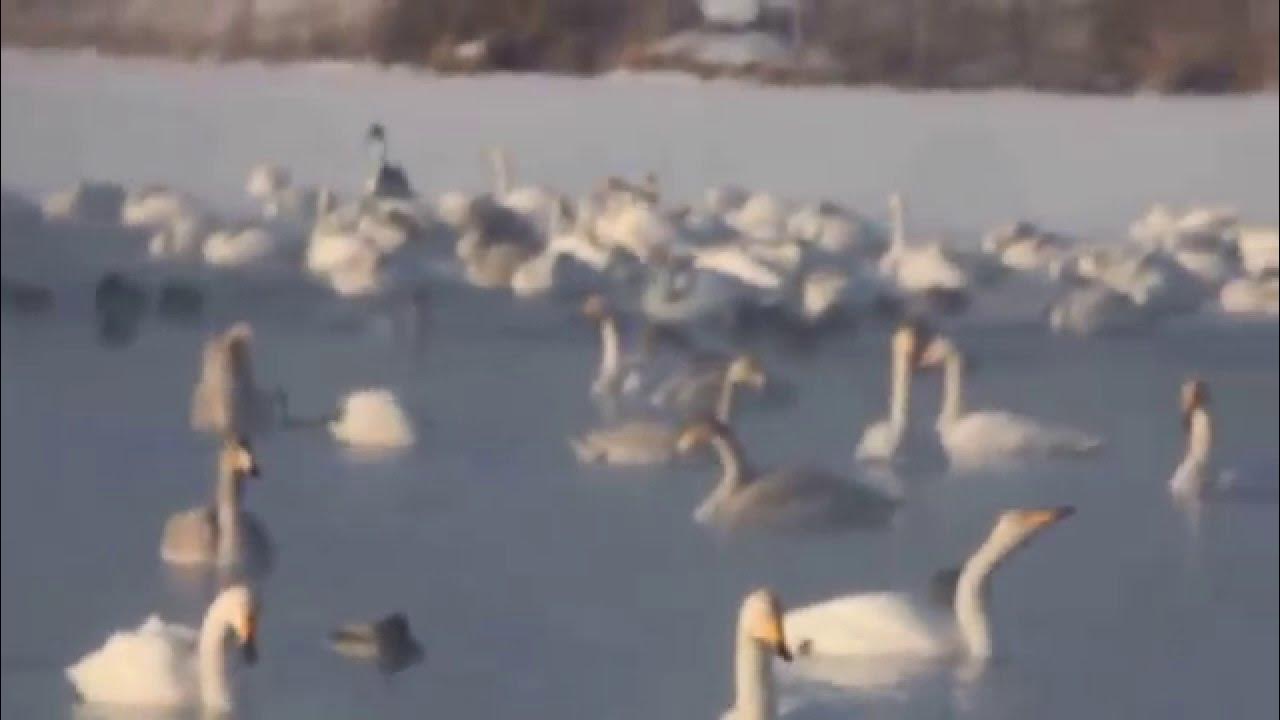 Лебединое озеро февраль. Лебединое озеро Алтайский. Лебединое озеро Алтайский край сувениры. Изборск лебеди зимой. Лебединое озеро Алтай зимой.