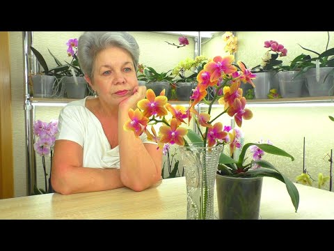 Video: Hur Man Väljer Rätt Phalaenopsis