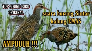 suara pikat burung sintar padi terbaru paling gacor