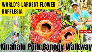 RAFFLESIA - The World’s Largest Flower in KOTA KINABALU PARK IN SABAH | Traveling Artasty