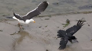 Cornwall  Raven vs Seagulls food fight  UK Wildlife  Great Black Backed Gull