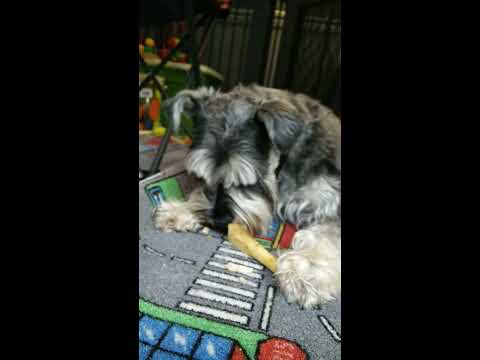 Christmas leftovers miniature schnauzer - YouTube