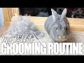 My Rabbit's Grooming Routine