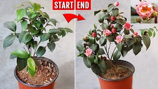 RIGHT way to grow & care for Camellia others don