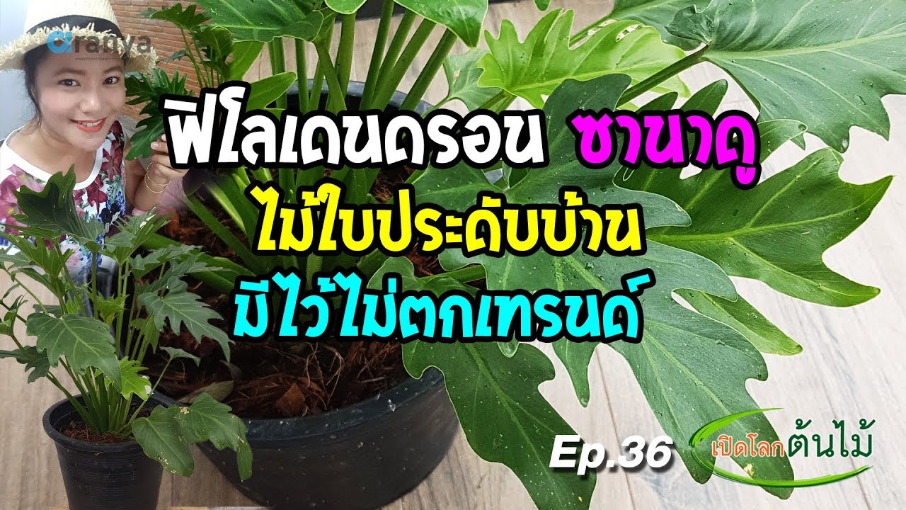 ฟิโลเดนดรอน ซานาดู ไม้ใบประดับบ้าน มีไว้ไม่ตกเทรนด์|เปิดโลกต้นไม้ Ep.36| Aranya Channel