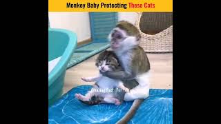 Monkey Baby Protecting These Cats From 😱?  #shorts #facts #animalshorts #animalsvideo