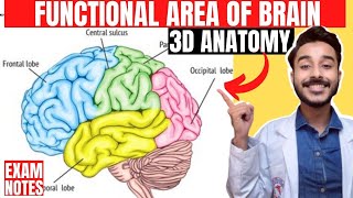 functional area of cerebrum anatomy 3d | anatomy of cerebral cortex functional area of brain