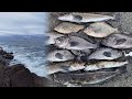 Jetty fishing in wa  when where and how  rockfish lingcod greenling perch in washington state