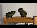 New bird? Tips on how to make them friends